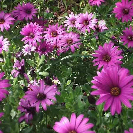 Casa Do Tear 度假居