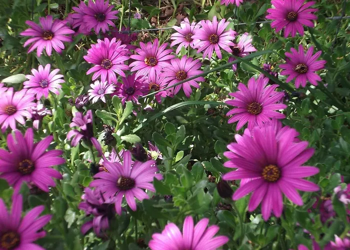 Casa Do Tear Dom wakacyjny